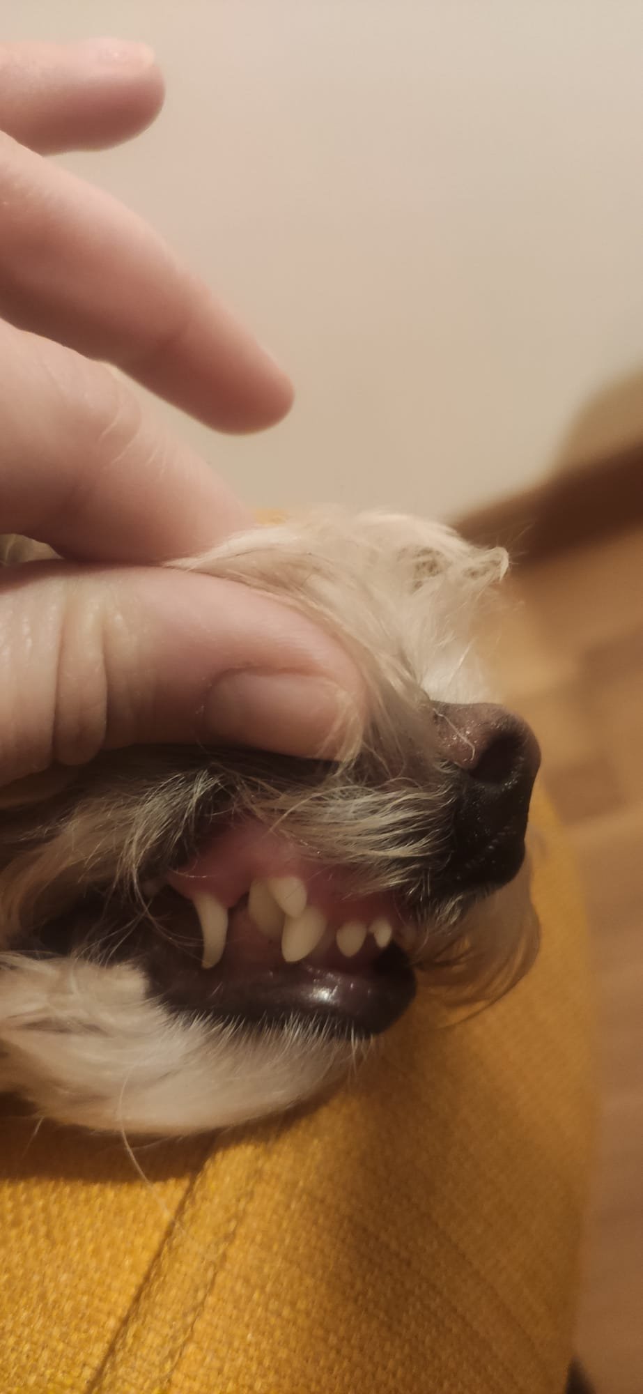 puppy strange teeth