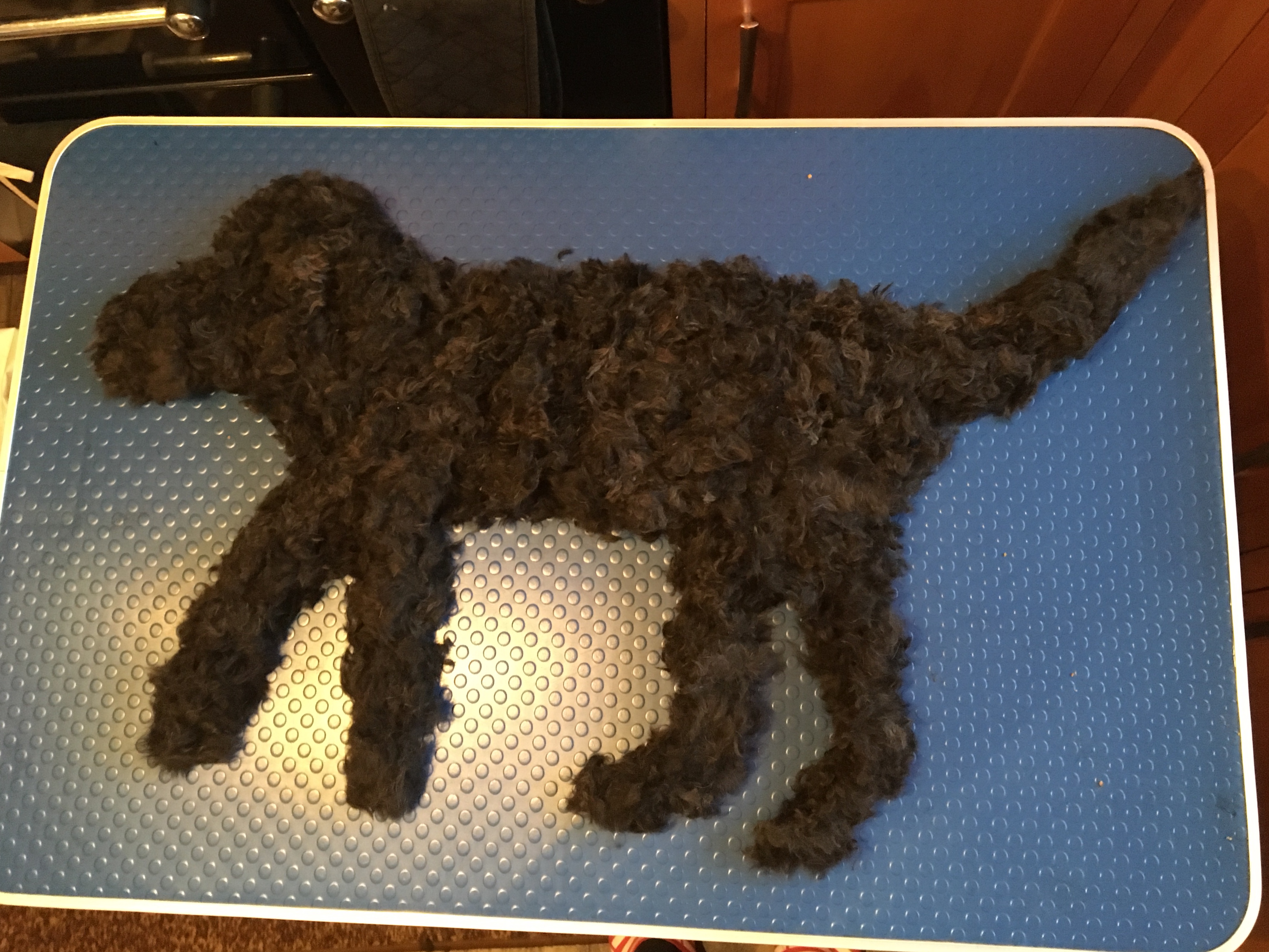 Cut my dog's store hair