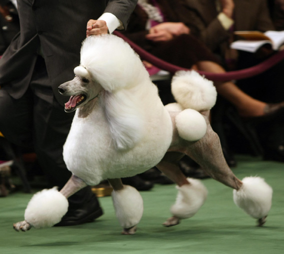 120207_CB_standardPoodle.jpg.CROP.original-original.jpg