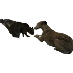 1713889230738.webp