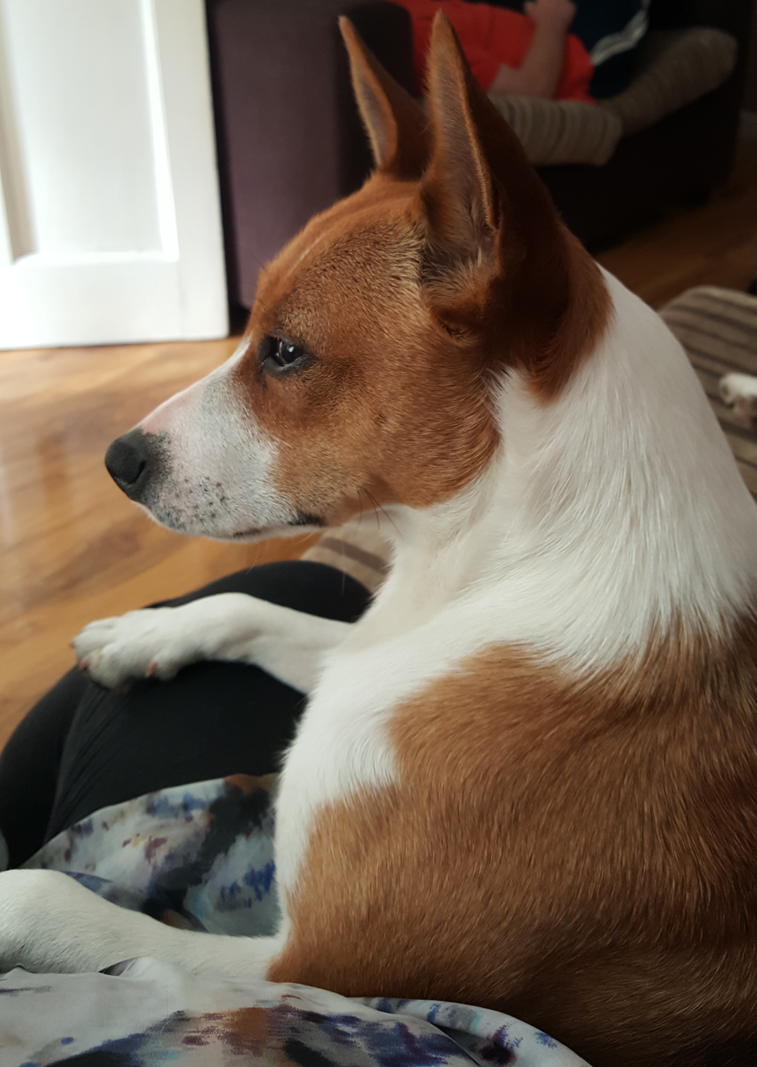 Basenji best sale cross staffy