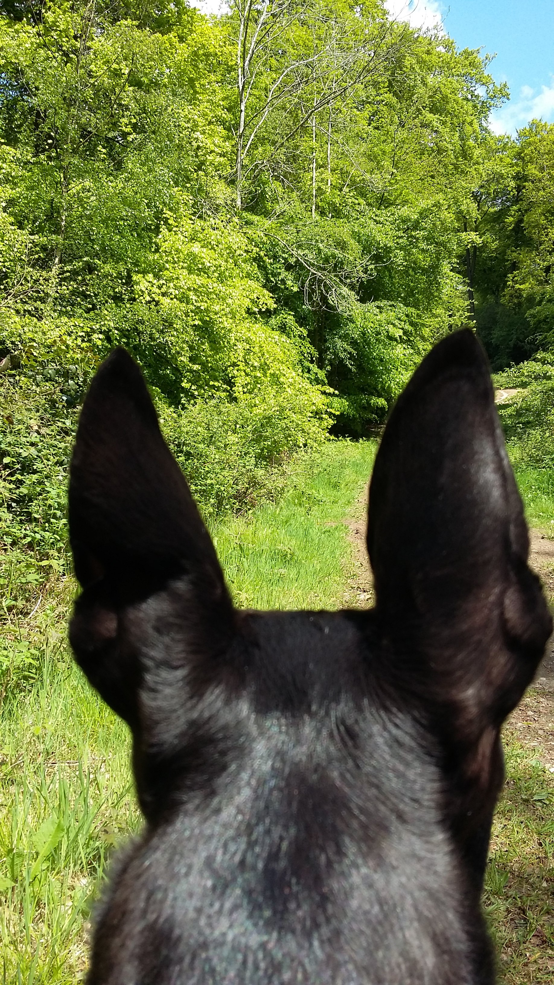 20190512_125052.jpg