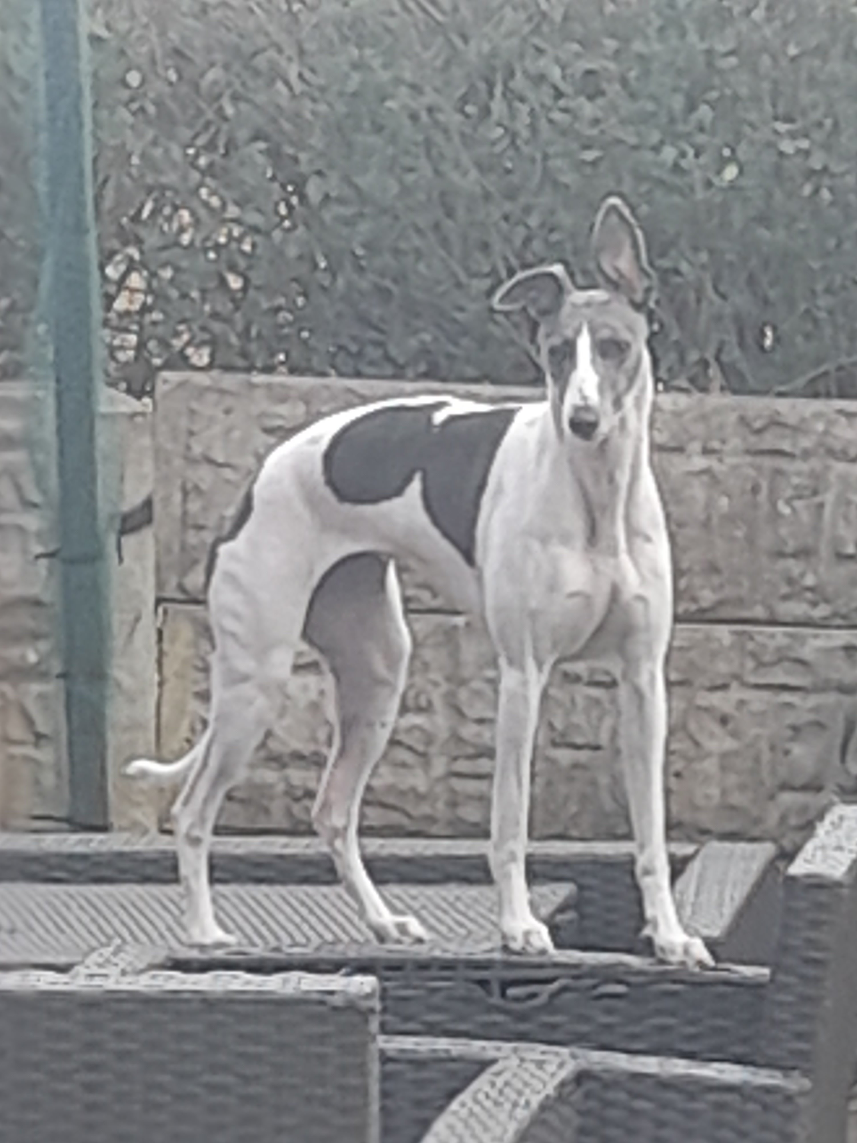 Breeding my whippet