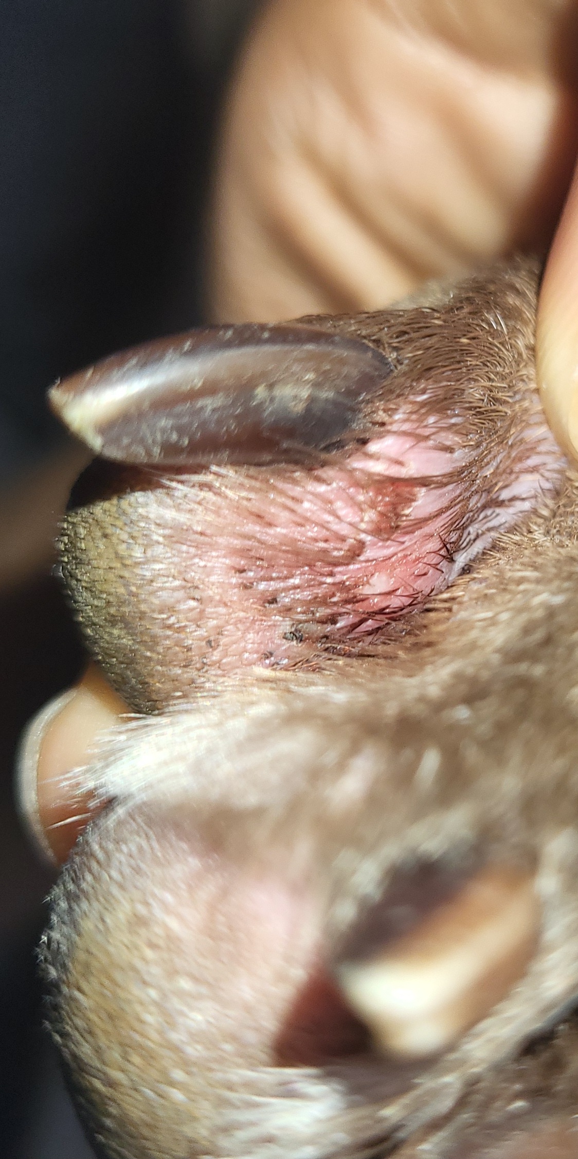 Paw sores, advice needed.