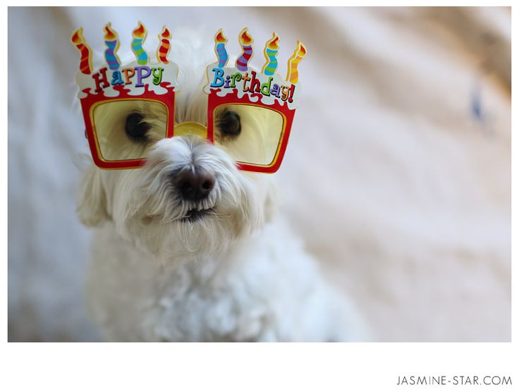 Happy birthday hot sale maltese dog