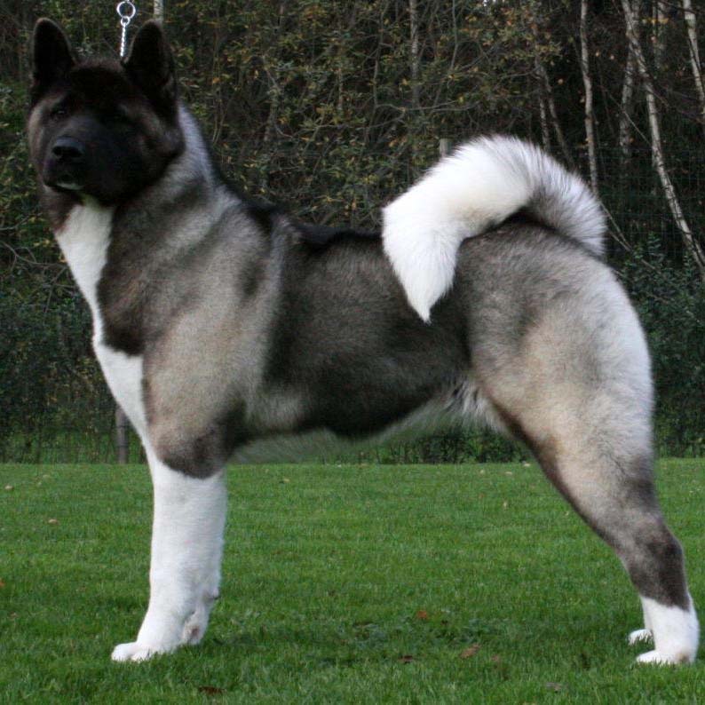 are japanese akita banned in the uk