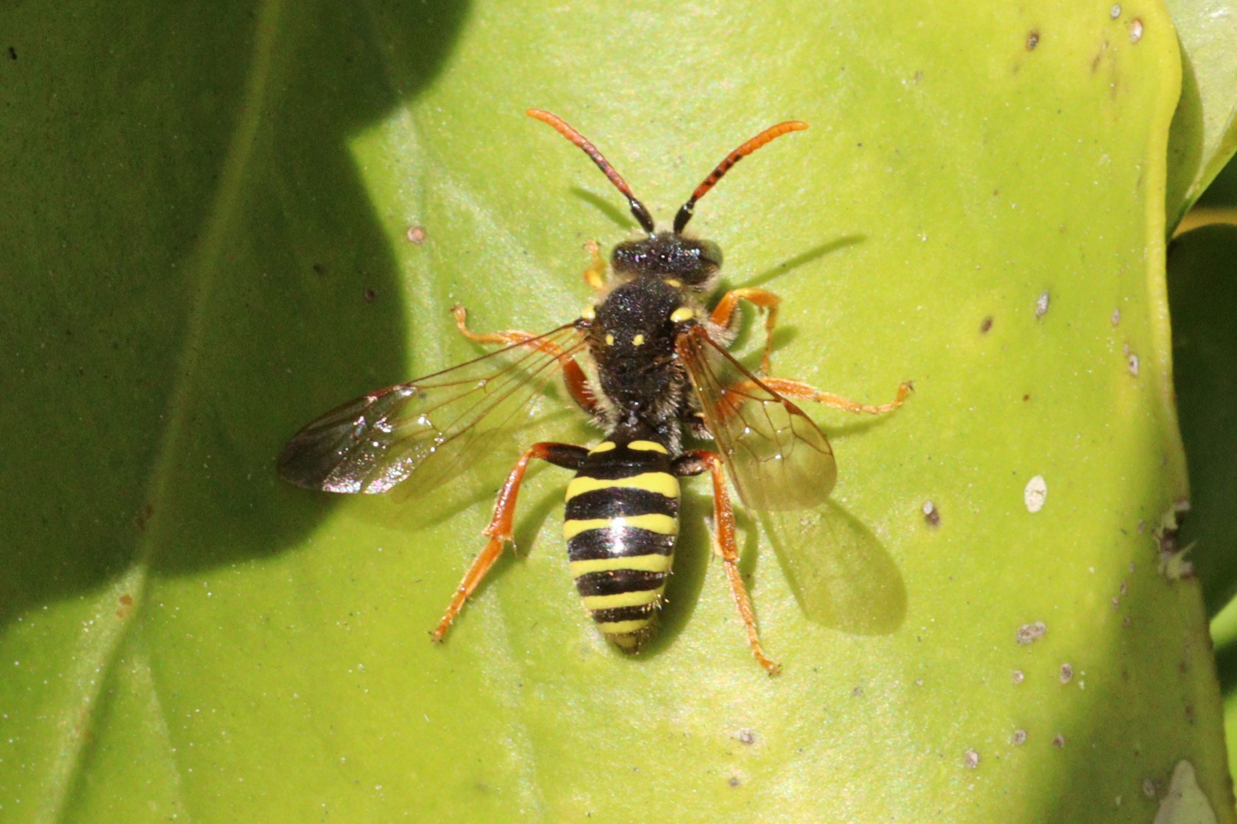 Bee - Nomada goodeniana (Goodens nomad bee).JPG