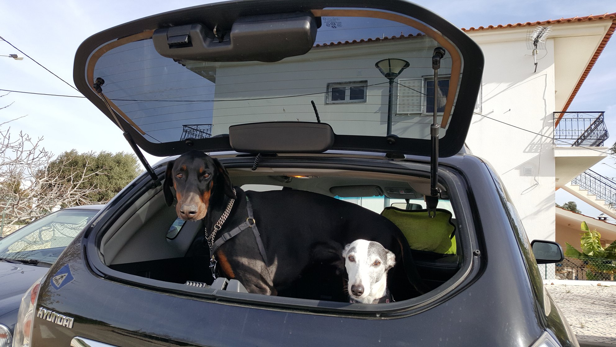 My 2 adopted Spanish Greyhounds aka Greyhounds