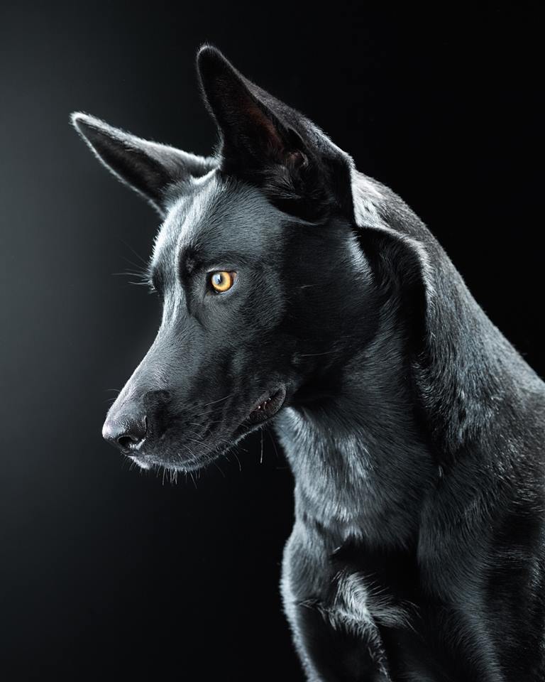 Black dog.jpg