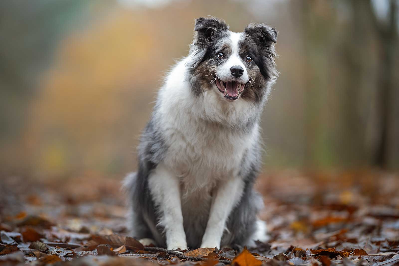 Blue merle collie dog best sale