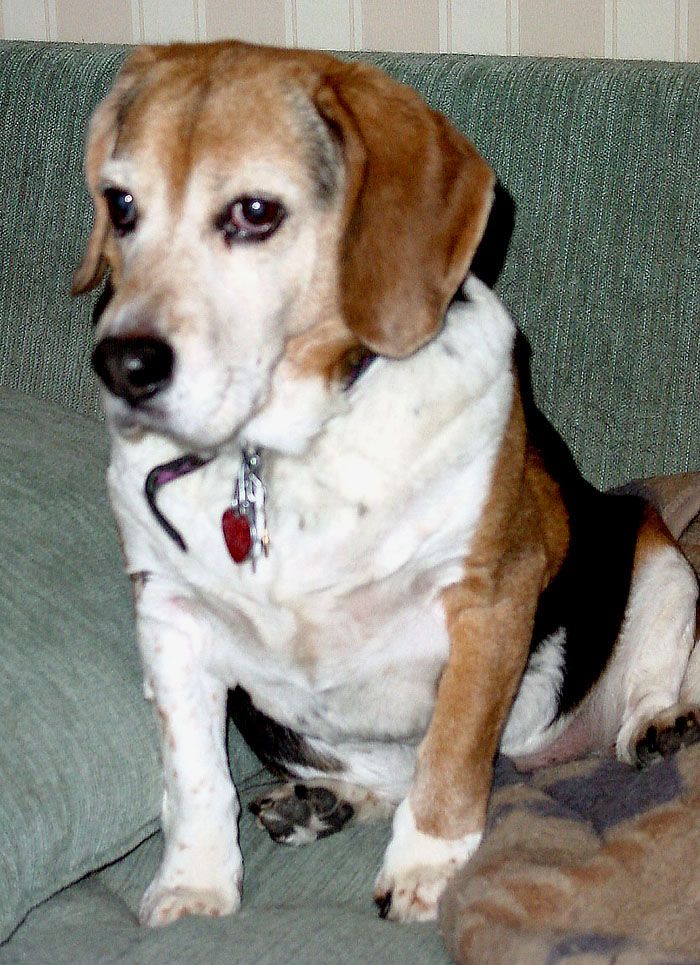 Bosco1.jpg