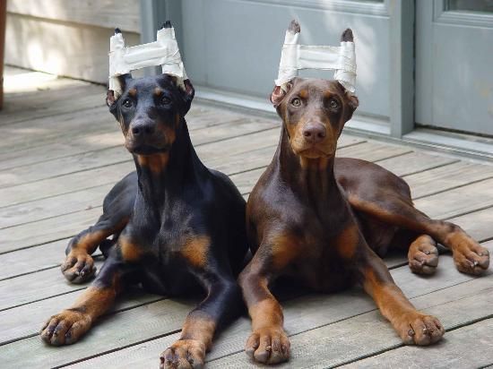 Torbot Glue Help  Doberman Forum : Doberman Breed Dog Forums