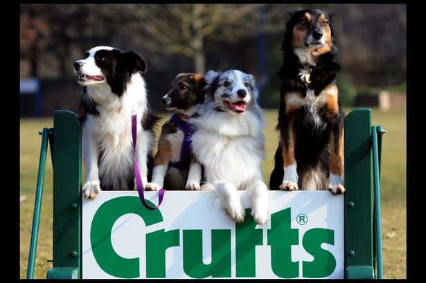 crufts rescues.jpg