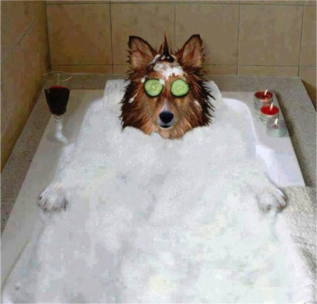 How often do you bathe your dog? Dog Forum dogforum.co.uk