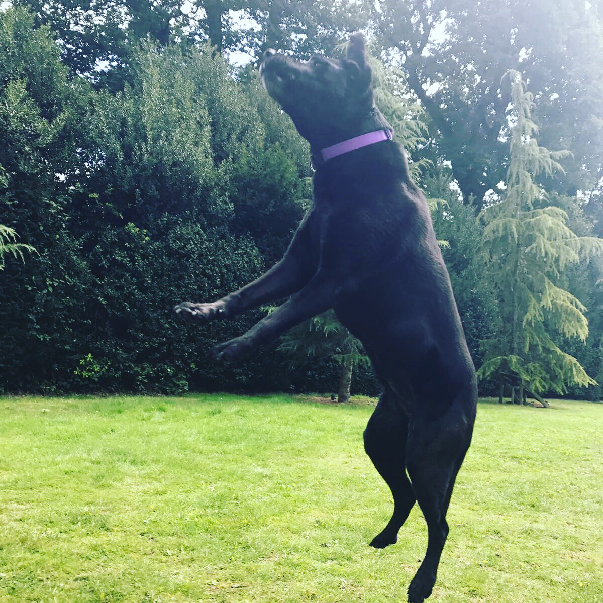 den jumping.PNG