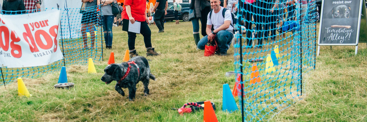 DOGFEST_2016_SUN-1231.jpg