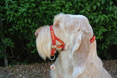 Selling Dogmatic headcollars and leads Dog Forum dogforum