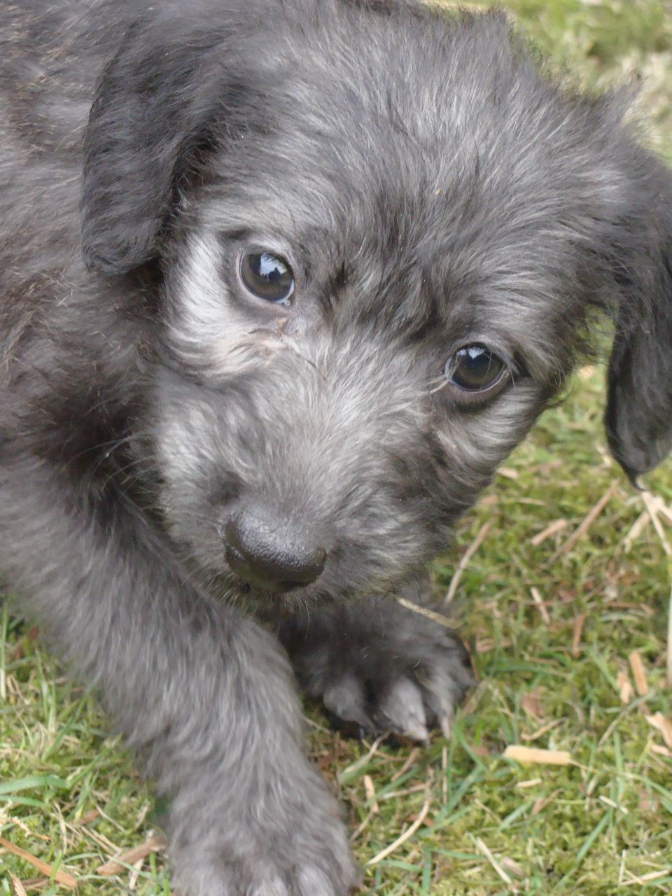 Whippet cross best sale bedlington puppies