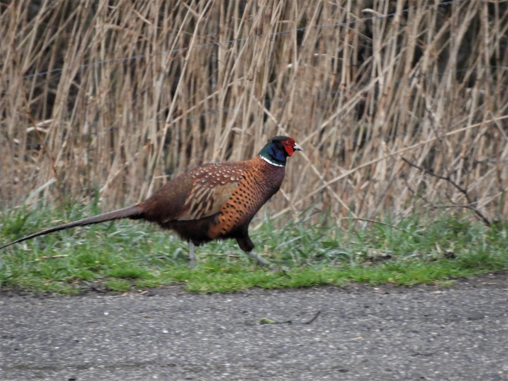 DSCN3566 - kopie.JPG