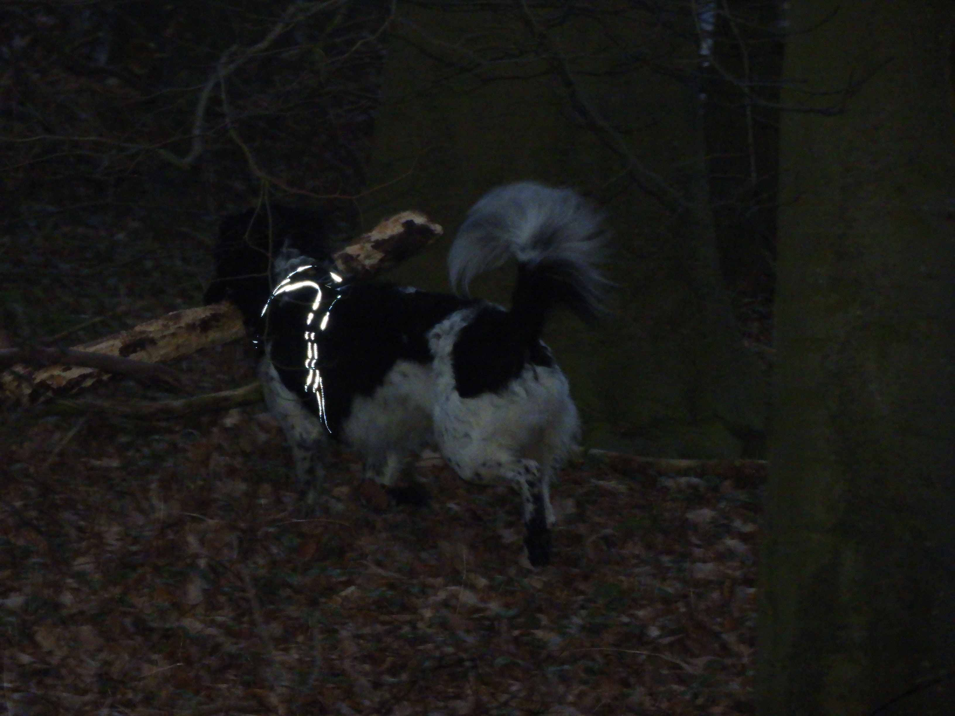 DSCN3809.JPG