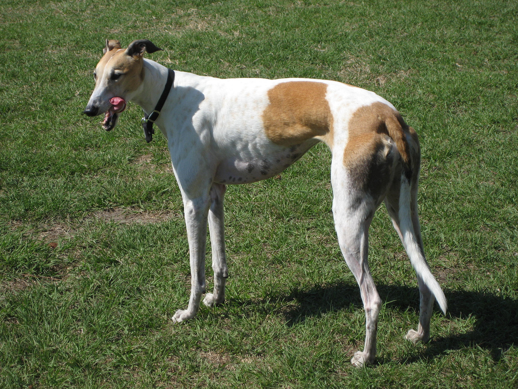 is a saluki faster than a cheetah