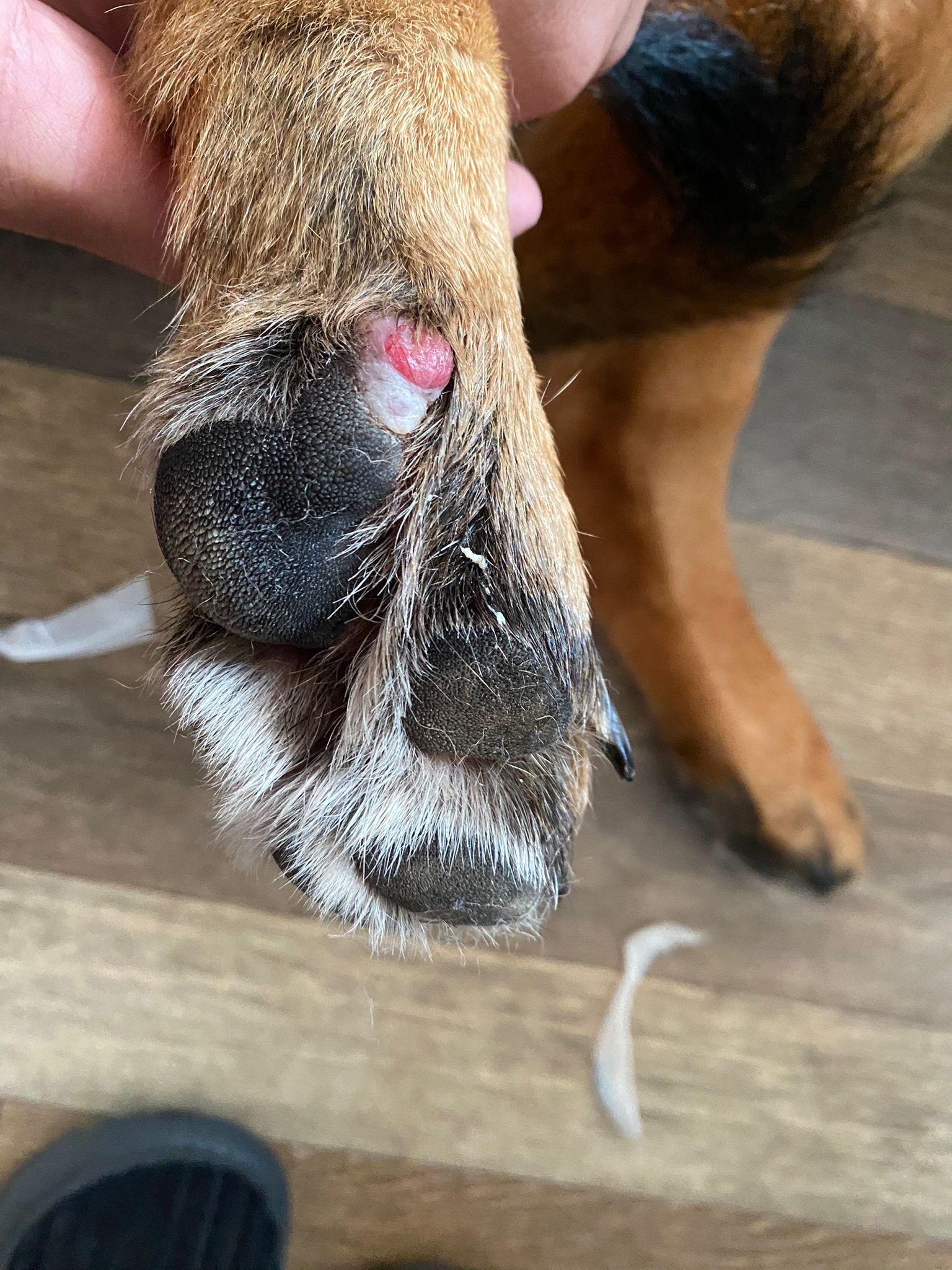 Growth on paw