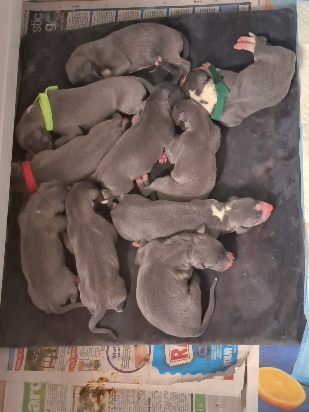 12 whippet puppies