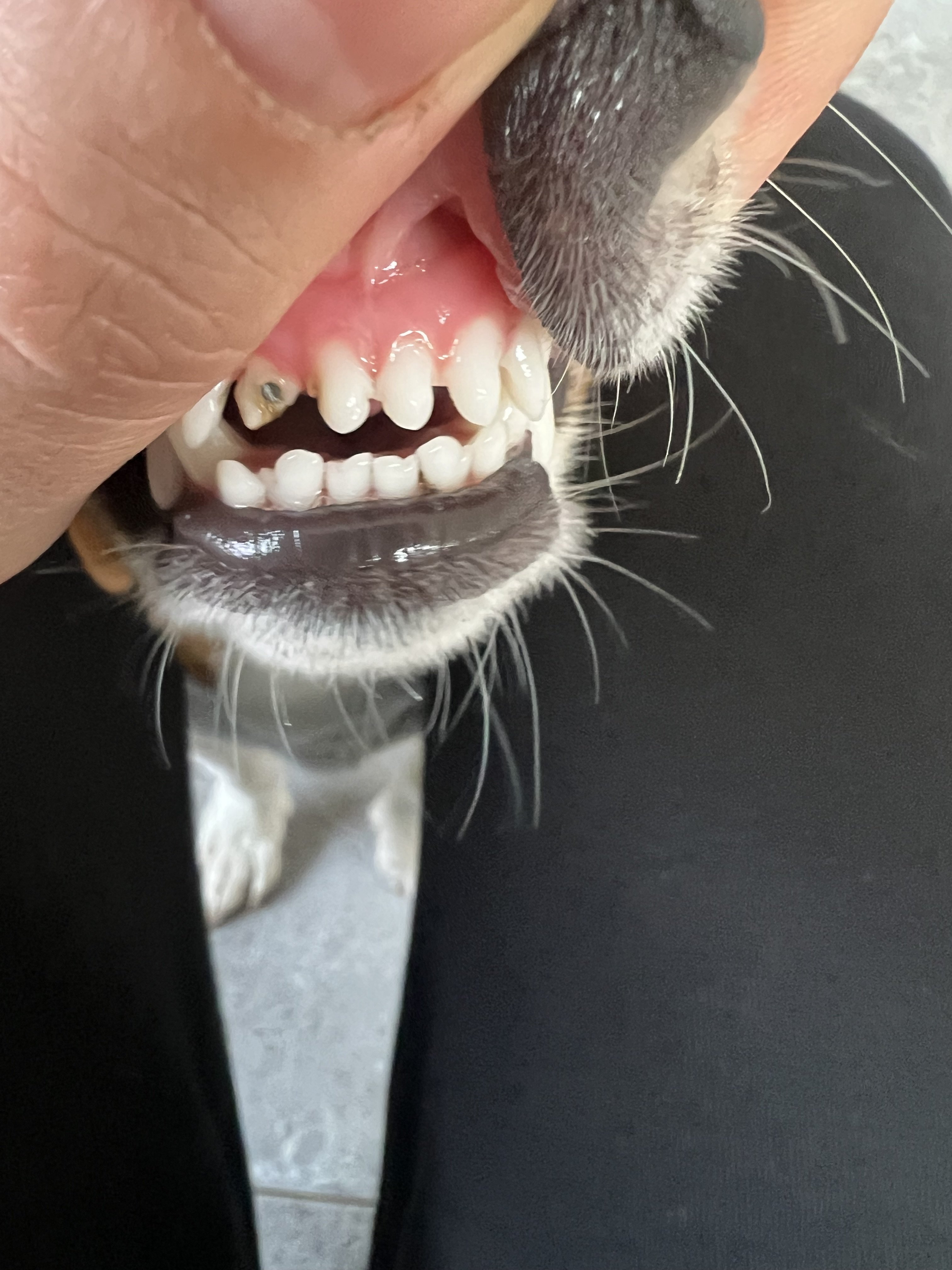 I think my puppy has a sore teeth
