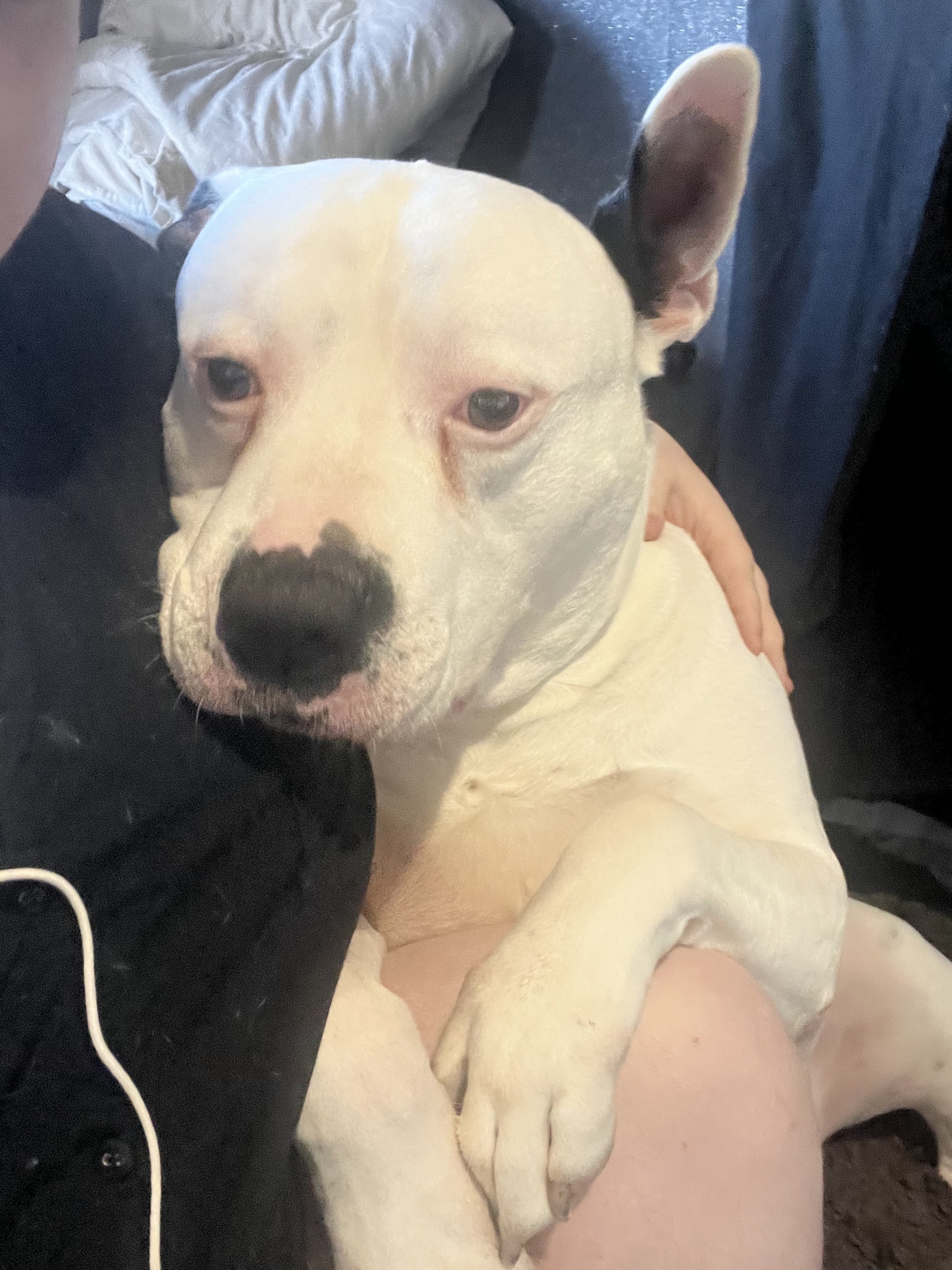 American bulldog hip problems