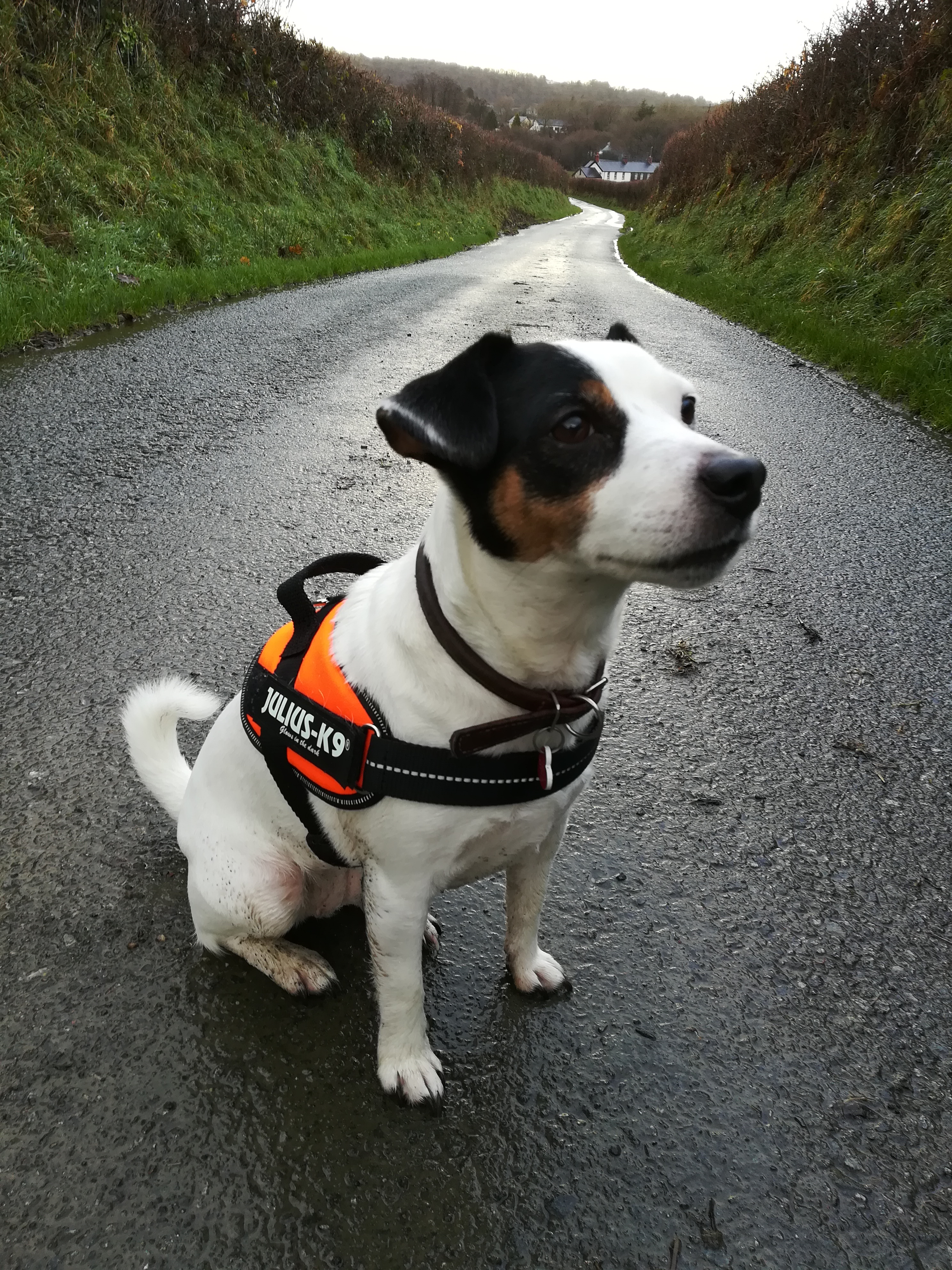 Best jack shop russell harness