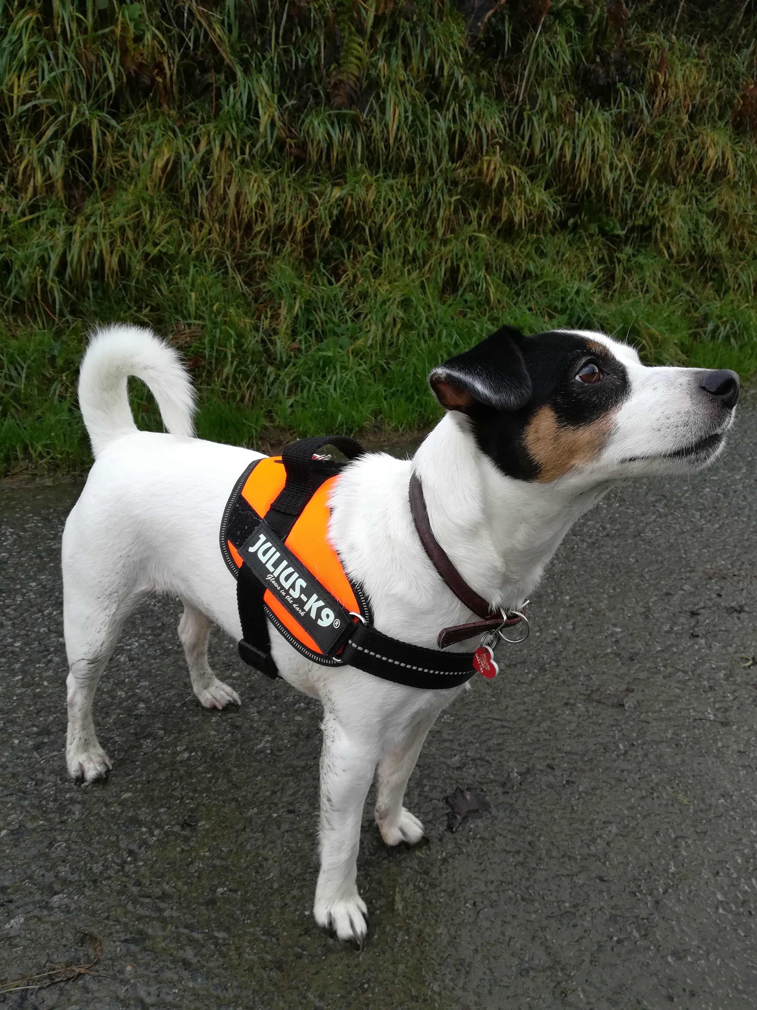 Harness for a jack deals russell