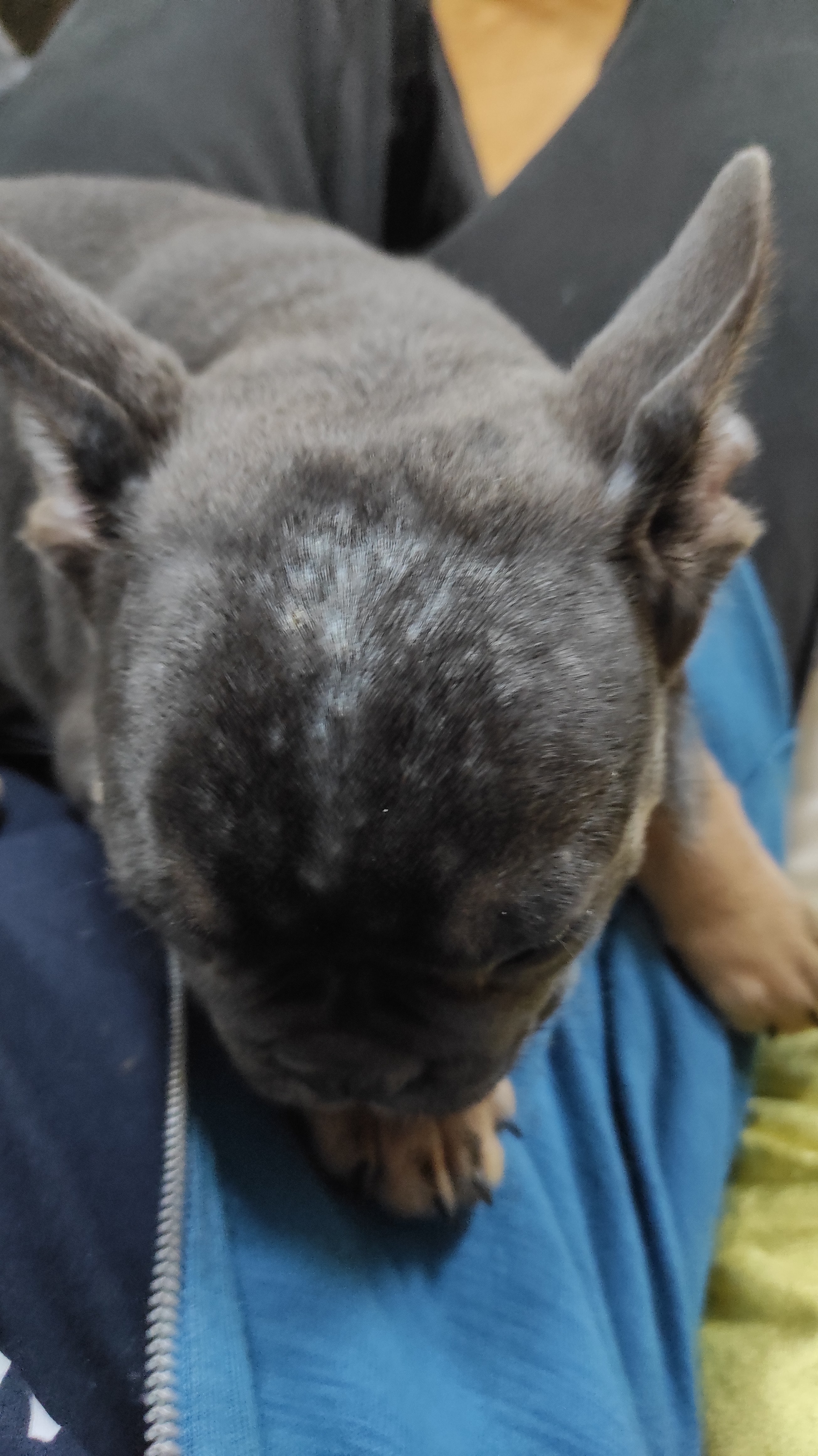 2 week old 2025 puppy losing hair