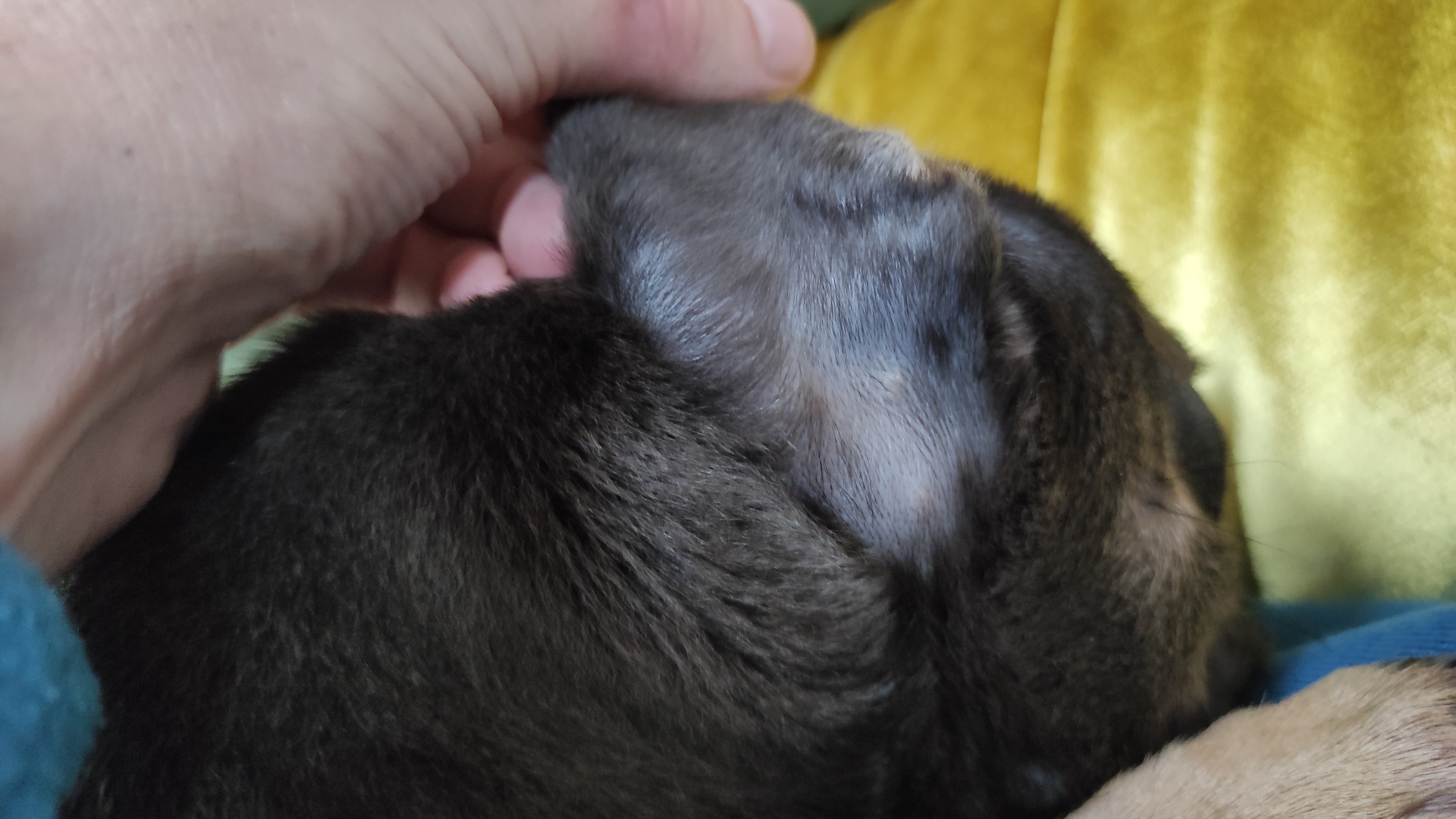 Advice on bald spots hair loss on 11 week old puppy Dog Forum