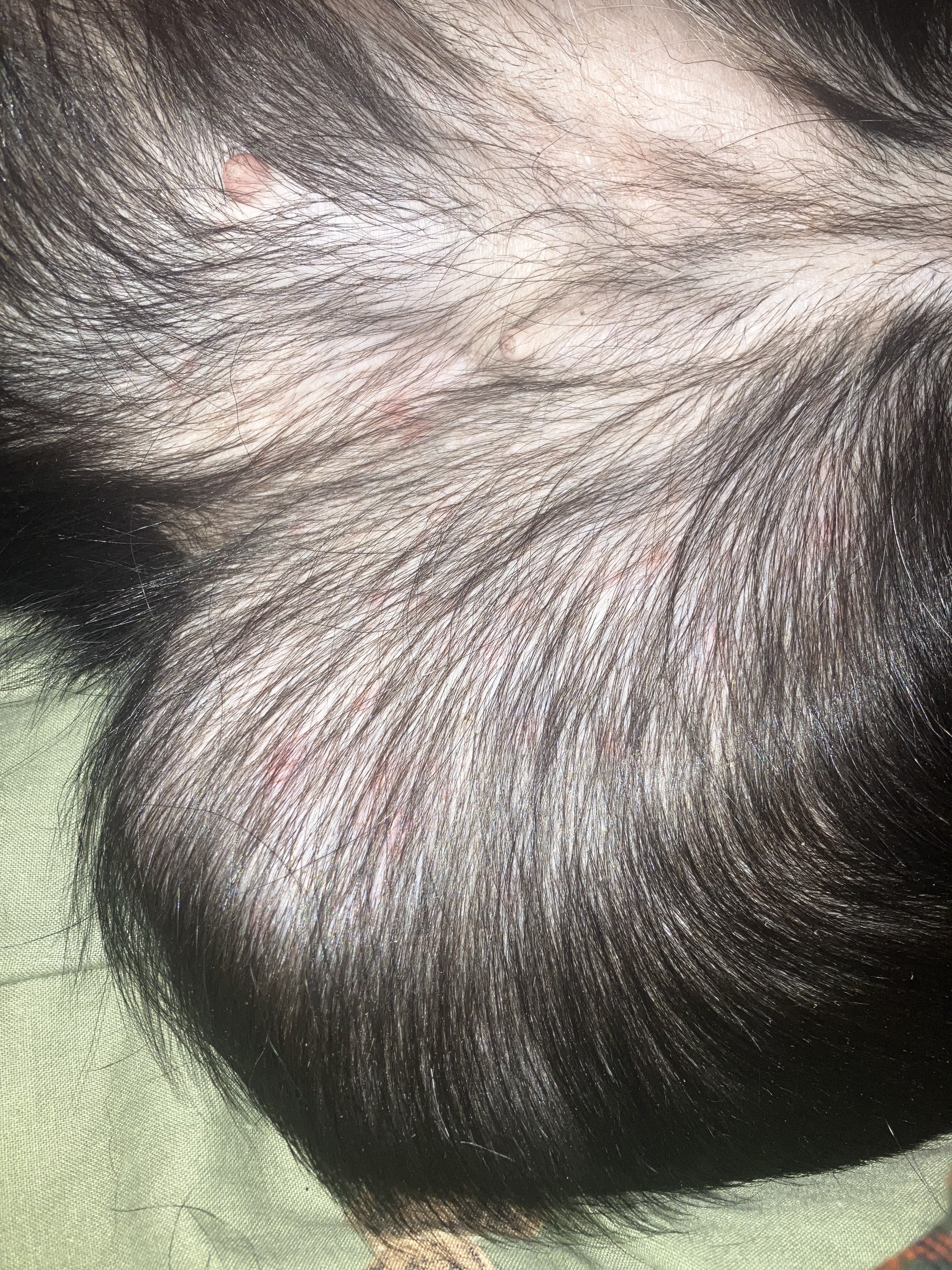 Dog itchiness and rash/spots in groin