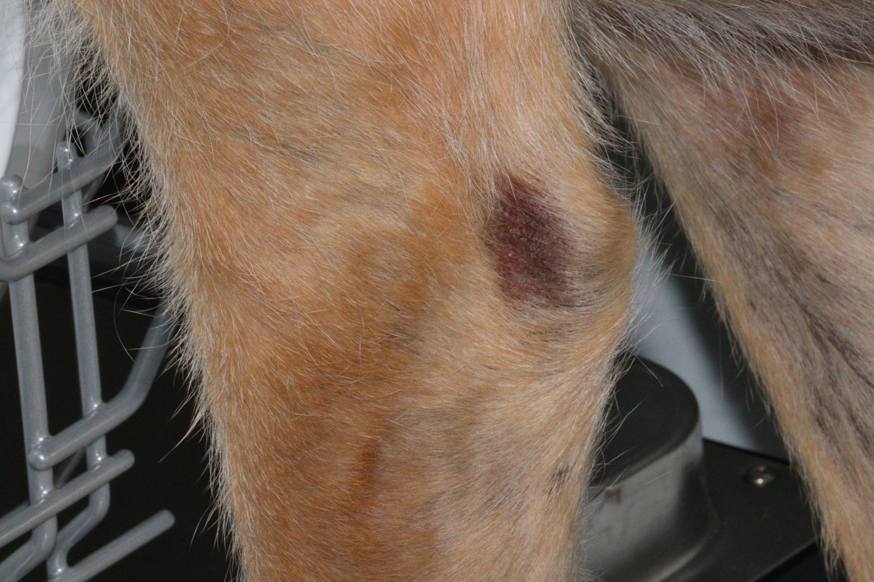 Pressure Sores Dog Forum Dogforum co uk