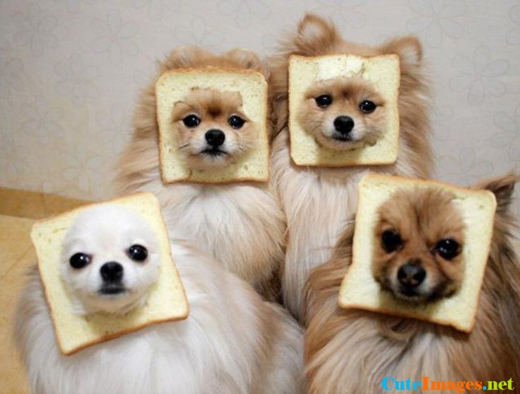 in-bread-dogs-name-cuteimages.net.jpg