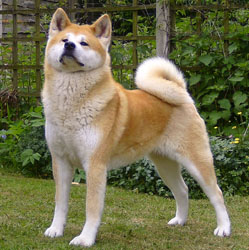 japenses akita.jpg