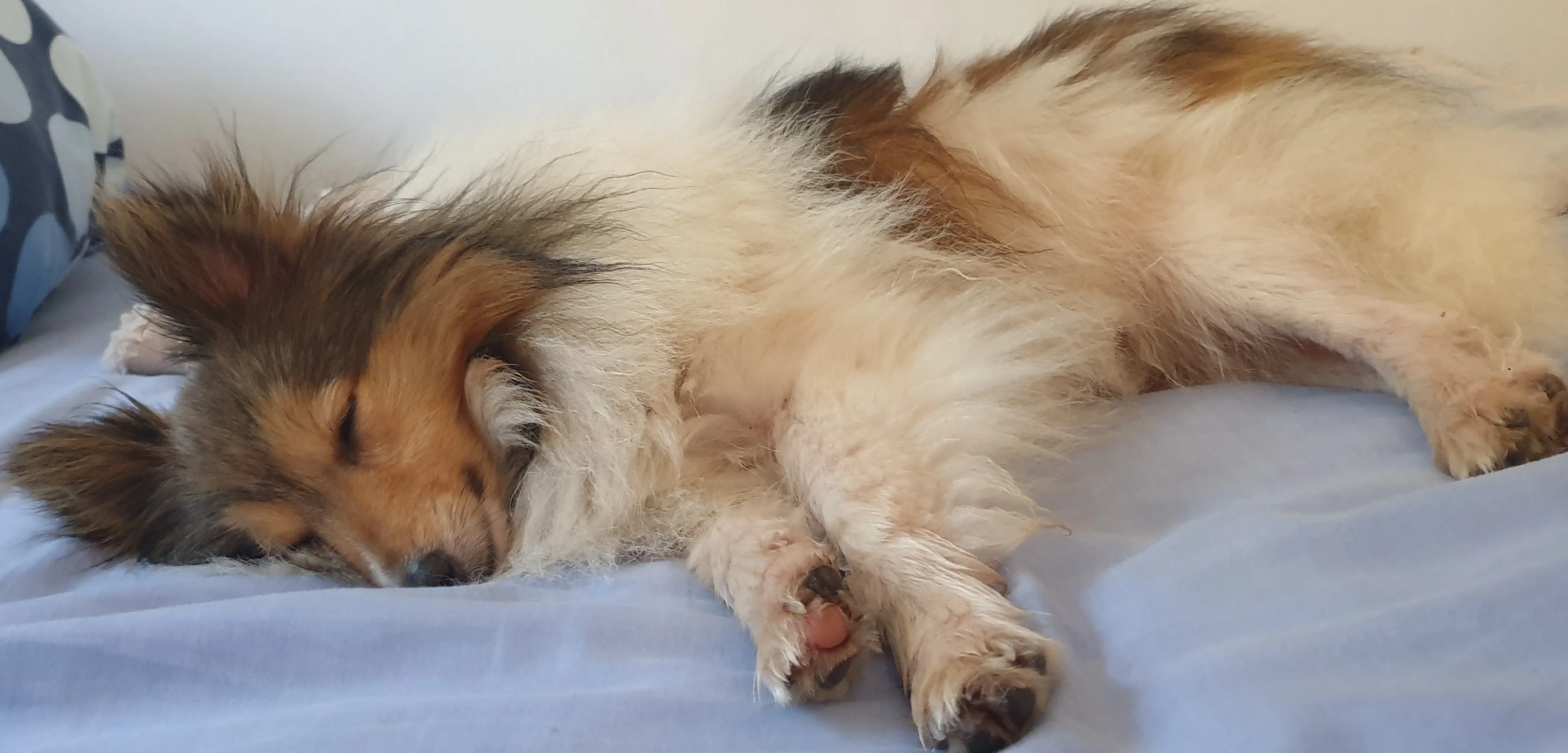 Monty 2.webp