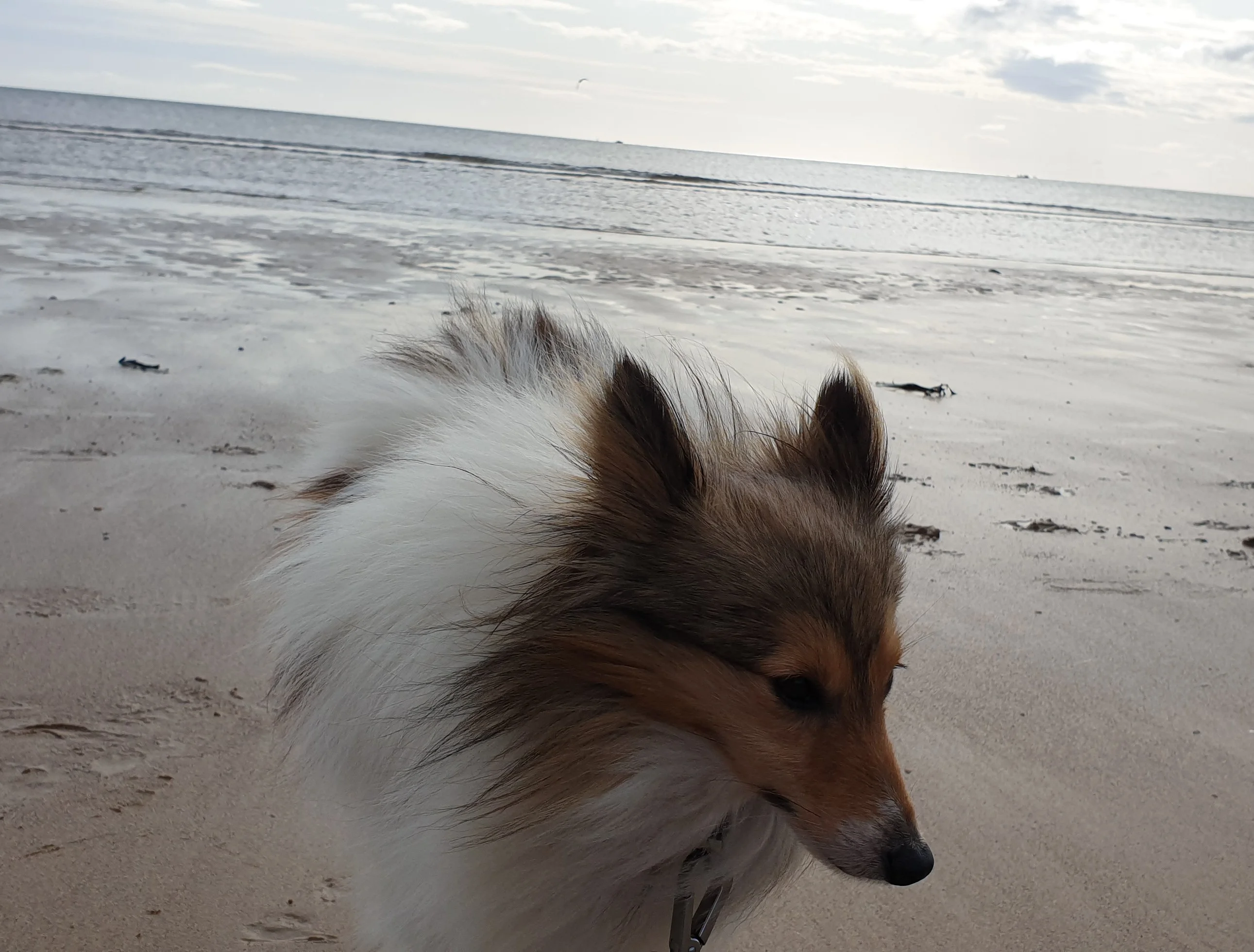 Monty 5.webp
