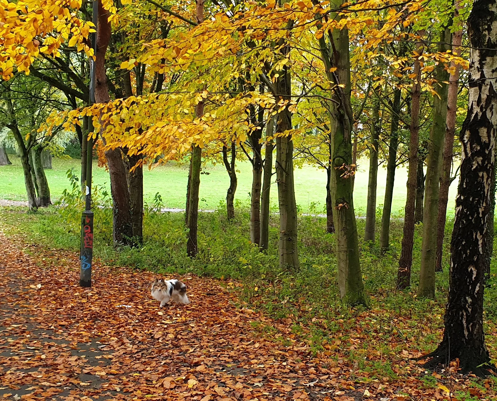 Monty13.webp