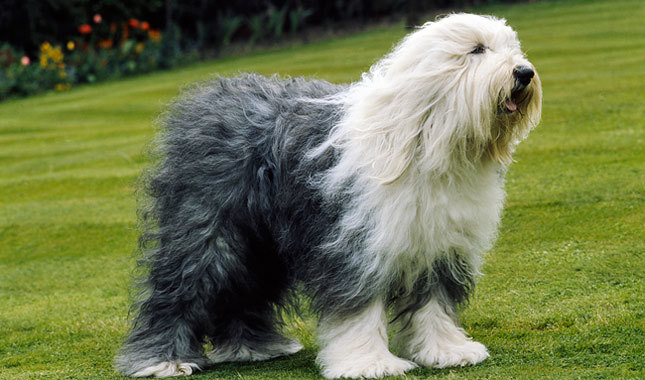 Old store british sheepdog