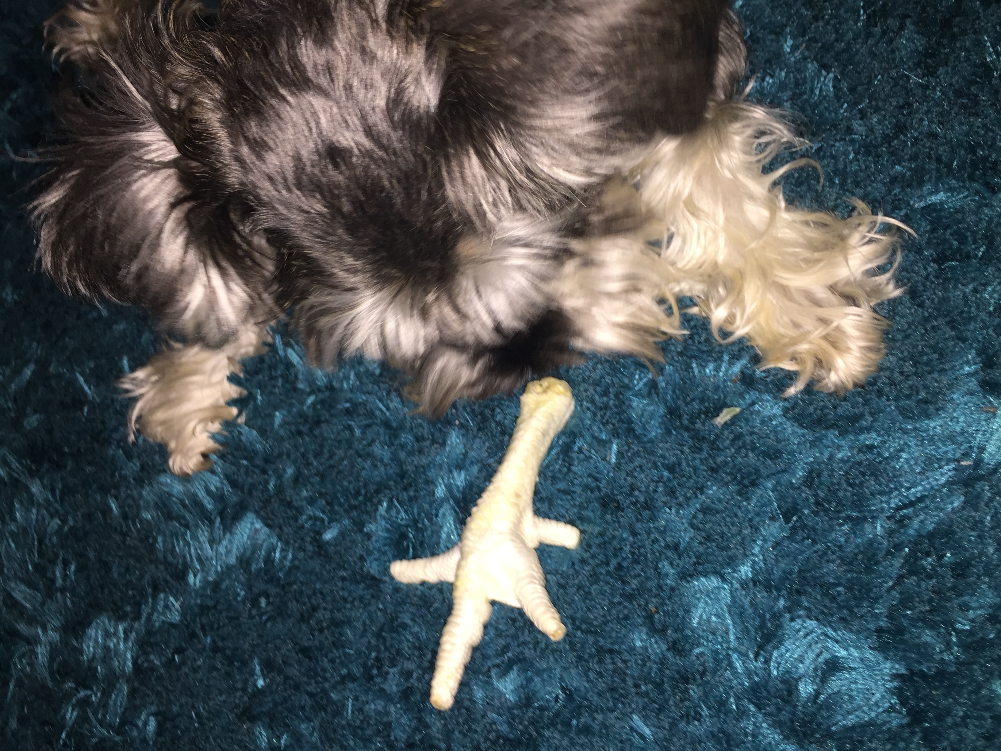 olive eating chicken foot.JPG