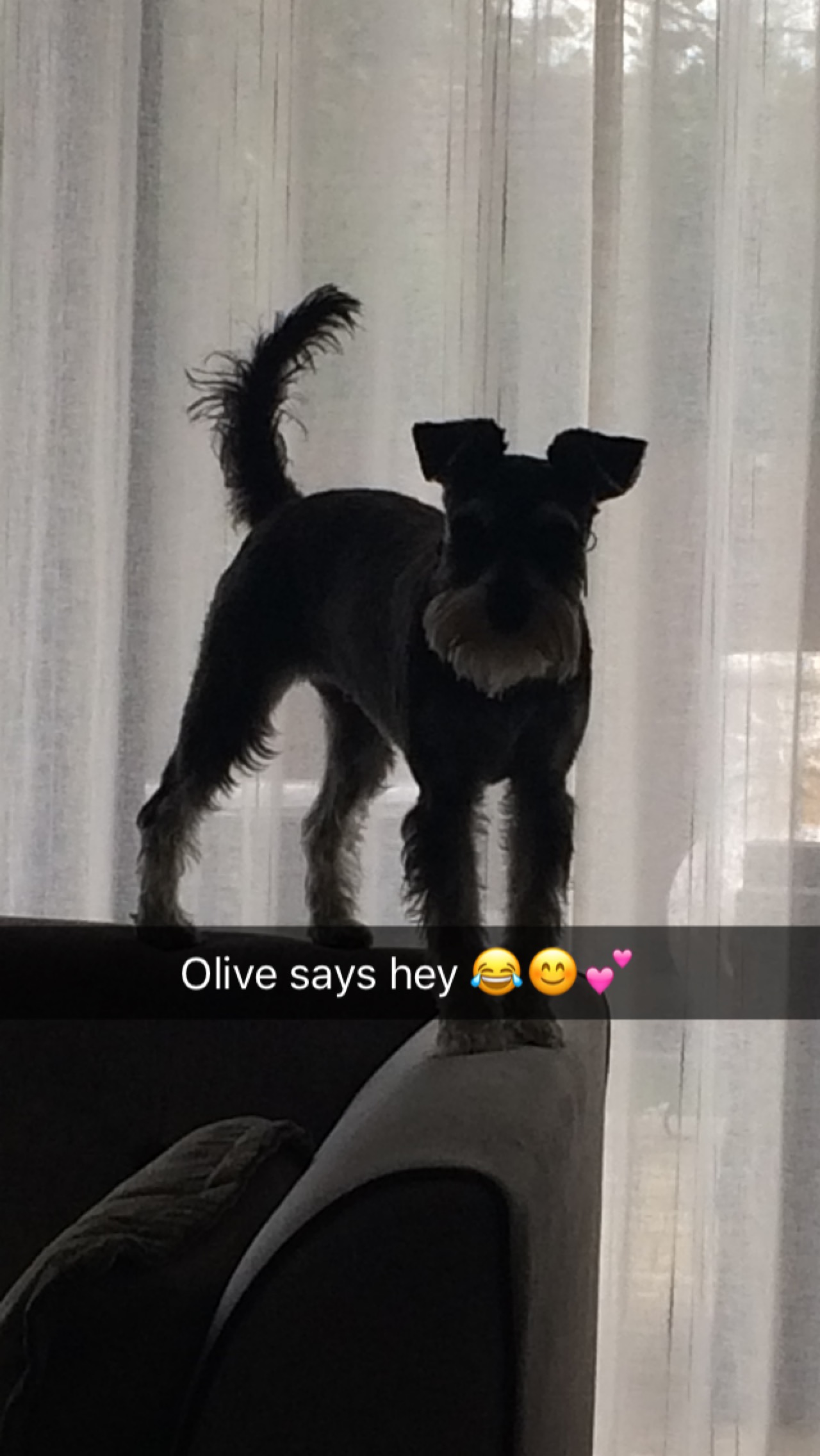 Olive says hi .JPG