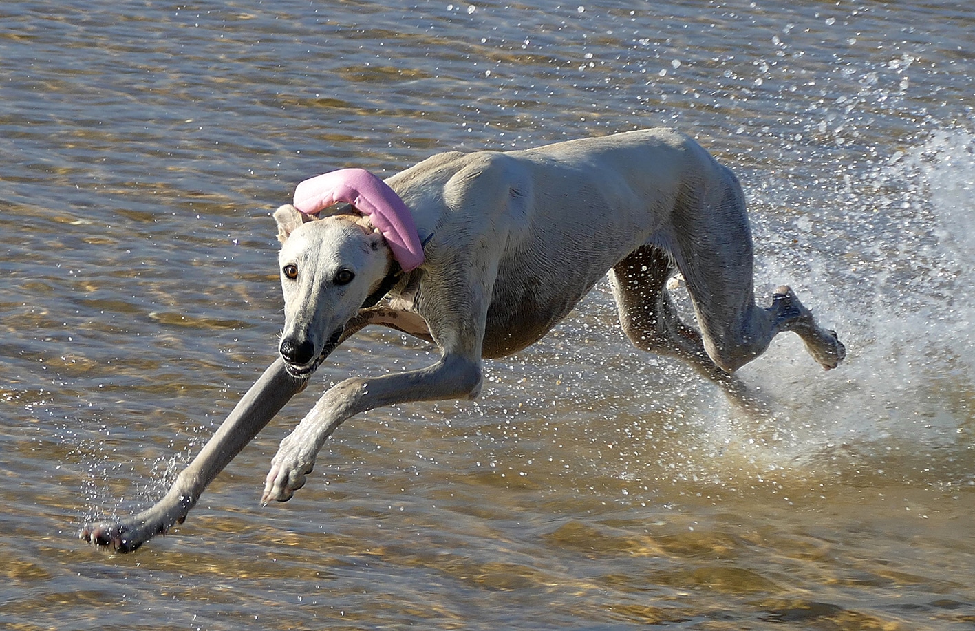 My 2 adopted Spanish Greyhounds aka Greyhounds