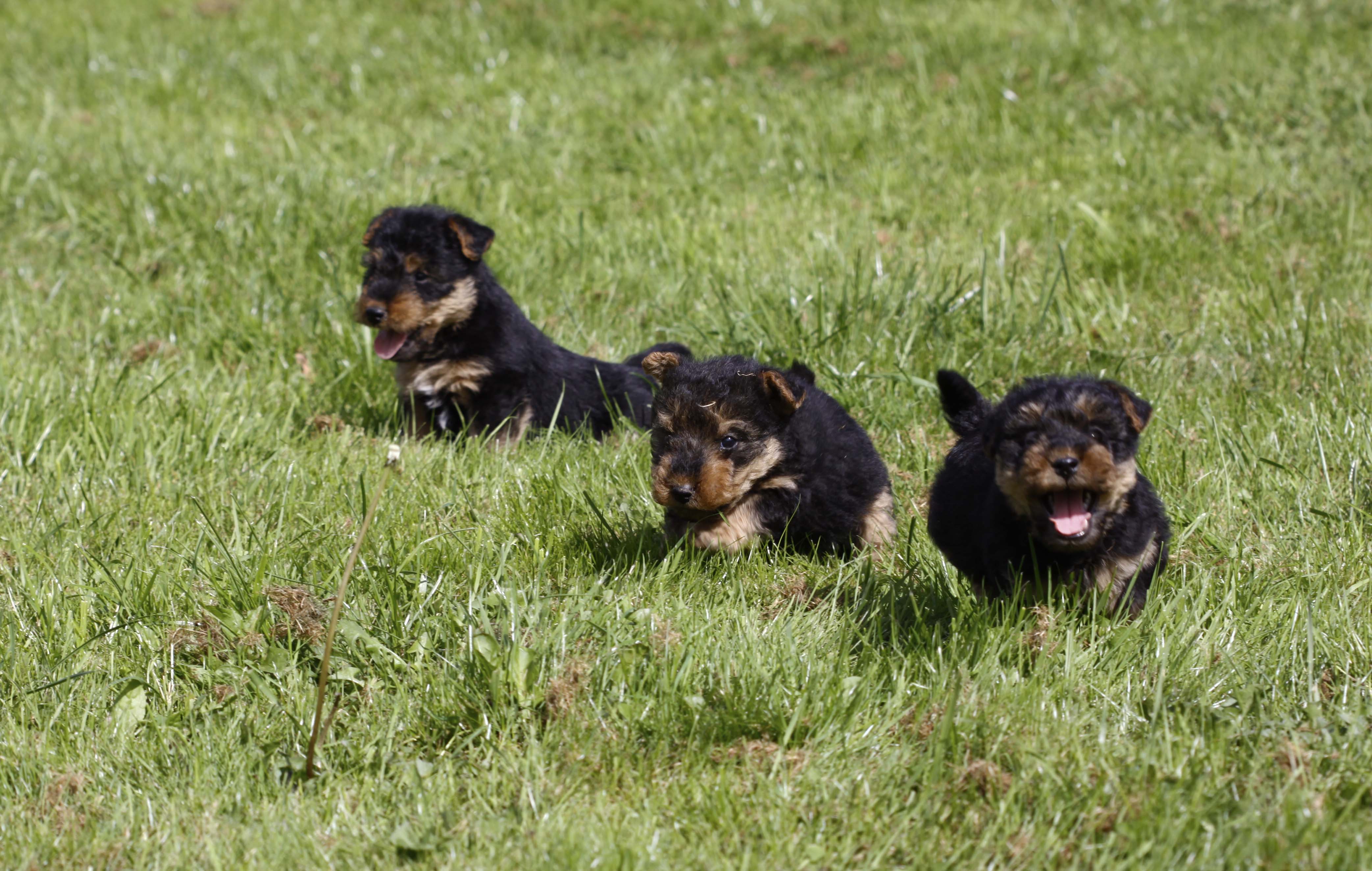 pup123atplayalldogs.jpg