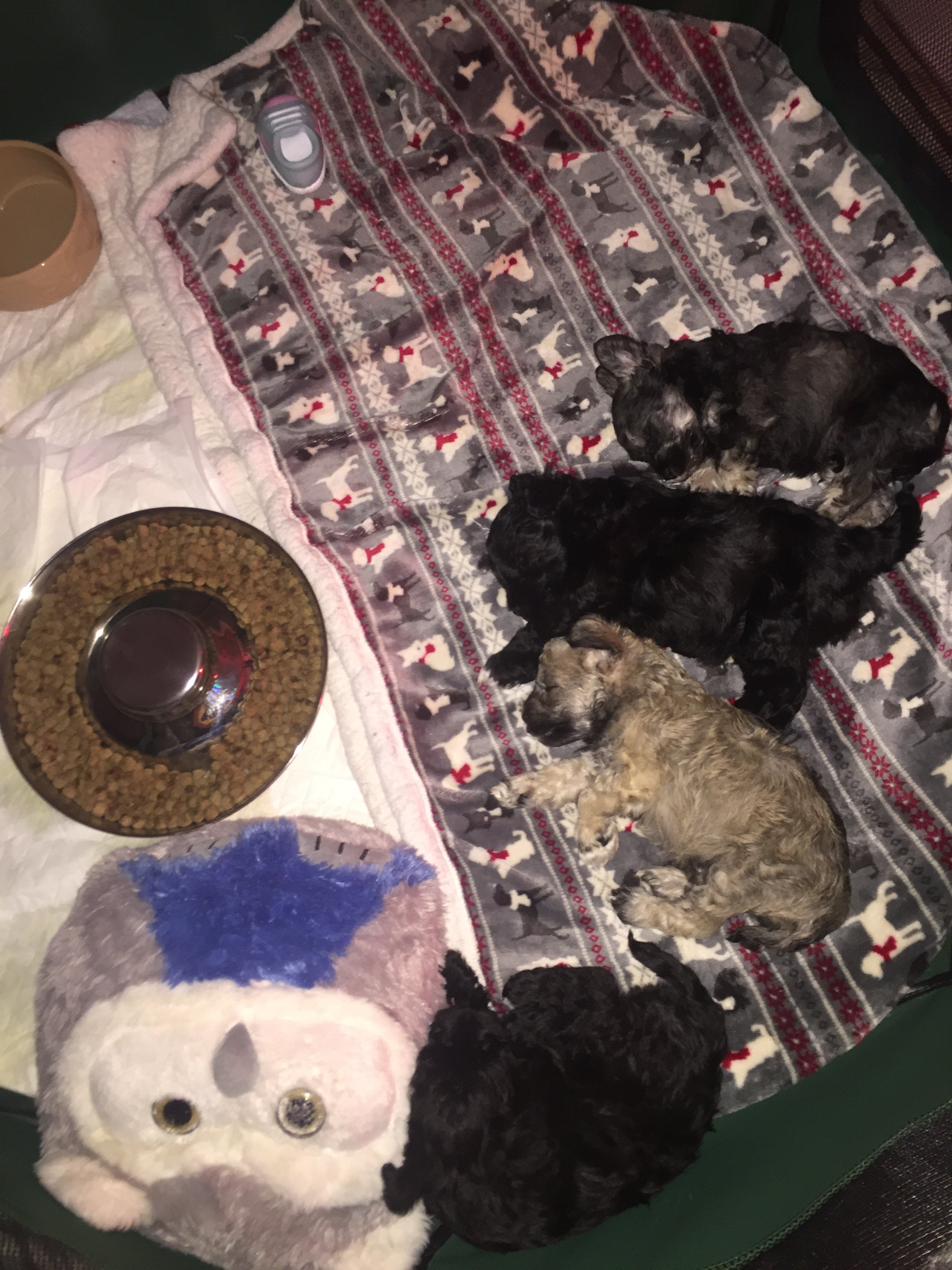 puppies sleep.JPG