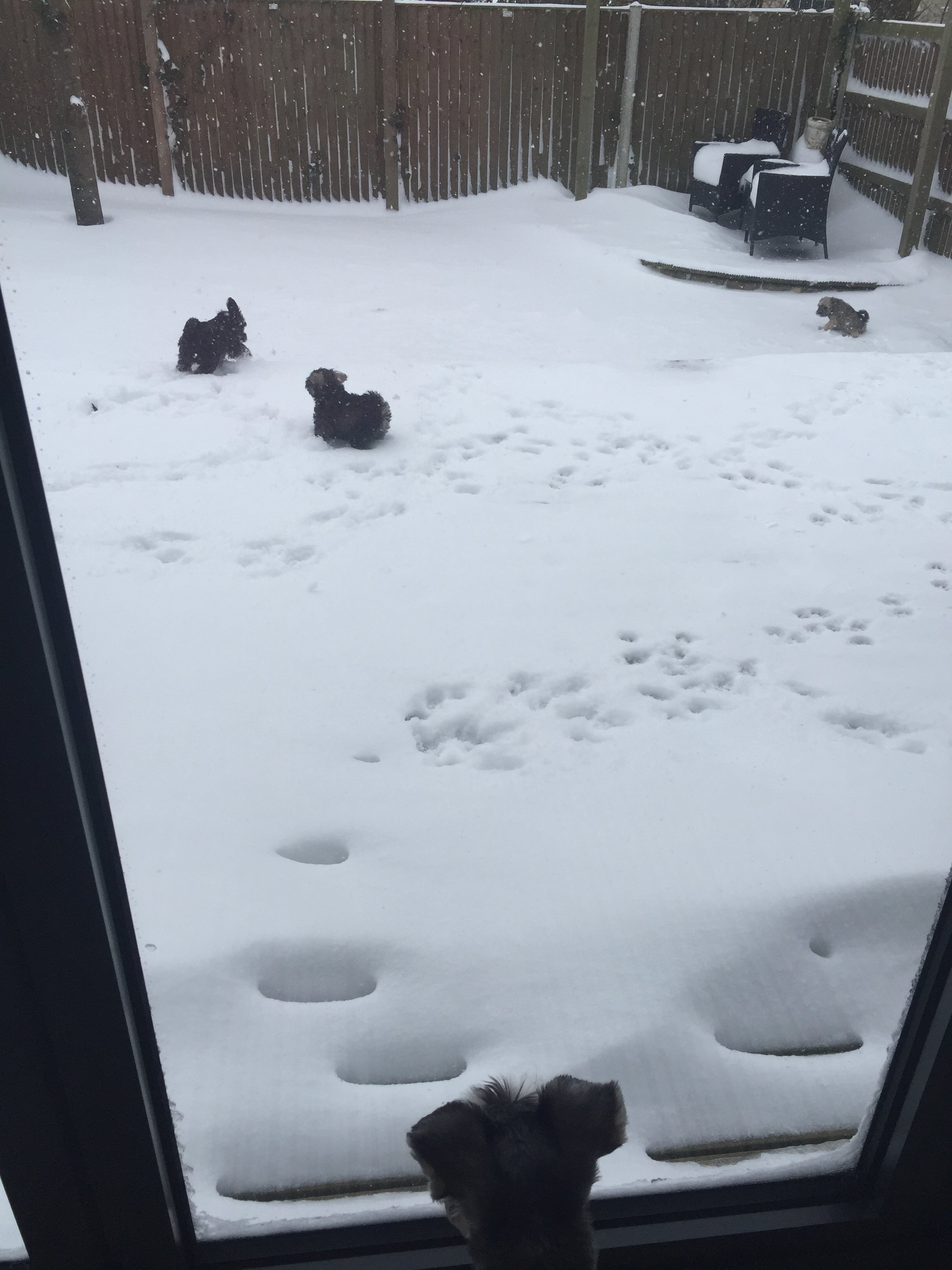 pups in snow 2.JPG