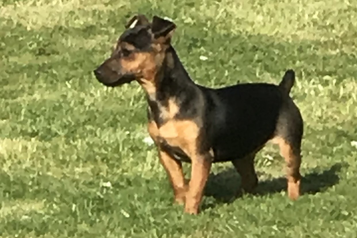 Black & tan jack best sale russell puppies