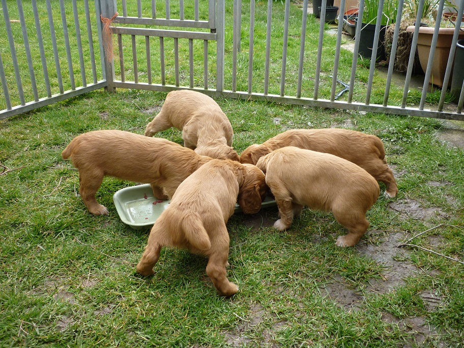 RESIZED SIKA'S puppies 5 weeks 16th March 18 002.jpg