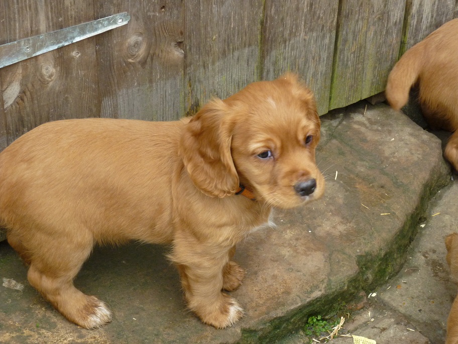 RESIZED SIKA'S puppies 7 weeks 31st March 2018 020.jpg